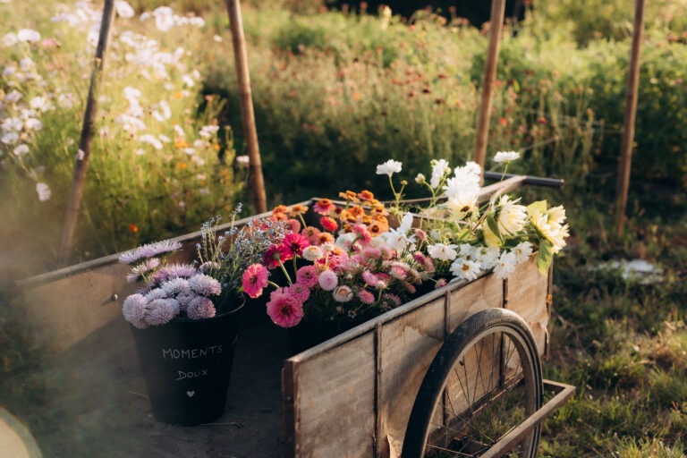 Un charriot remplit de fleurs cueillies au milieu d'un champ de fleurs.