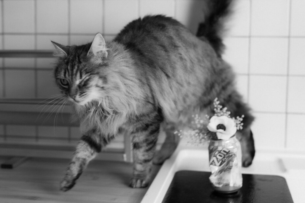 Un chat marchant sur un plan de travail.