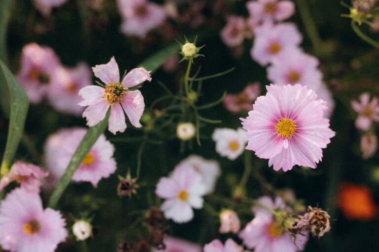 Un ensemble de cosmos roses pastels.
